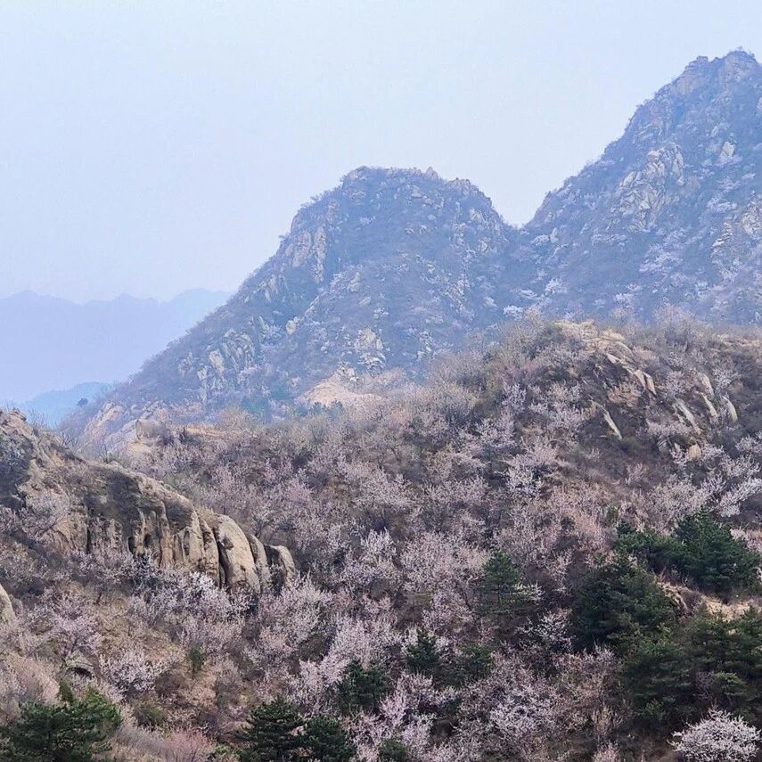 活动封面-【中级】3月28日：大黑山-银山塔林-桃花栈道-东水峪村穿越「漫山遍野山桃花」