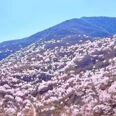 【休闲 】3月28日：石佛岭古道 适合新手的宝藏赏花地