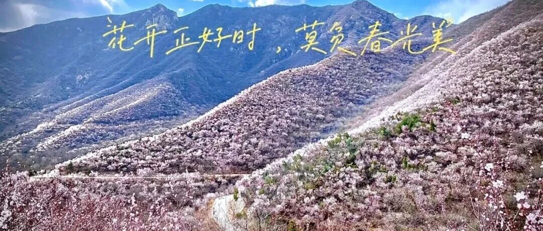 热门活动-白虎涧-凤凰岭赏花穿越！春花炸裂！桃花海！[4.4、4.5、4.6]