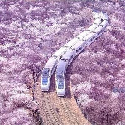 热门活动-清明1日 花海列车｜居庸关长城-开往春天的列车S2-桃花已盛开！