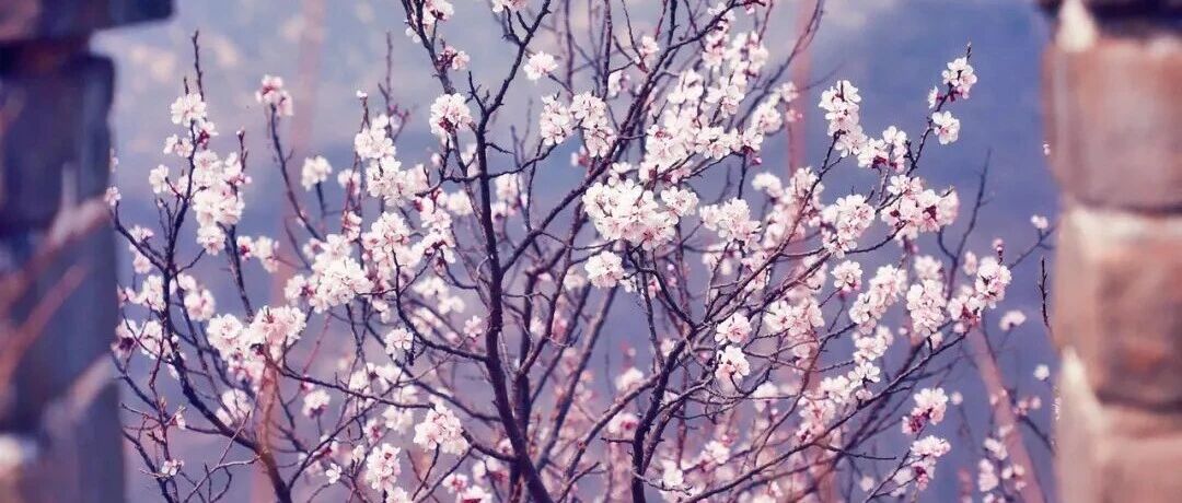 活动封面-入门休闲 | 4.5 周日 | 大庄科长城徒步赏花