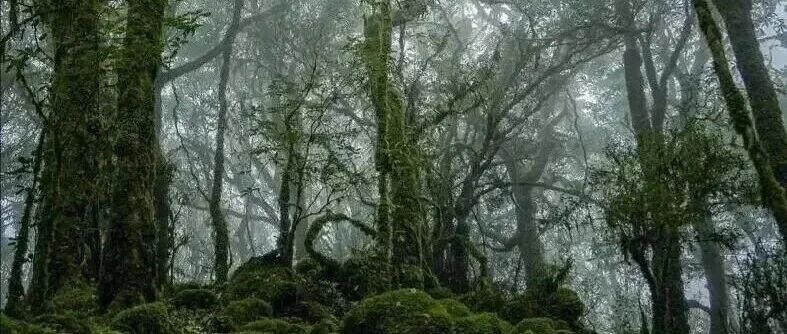 活动封面-【已成行】【清明特辑】4月4日-6日：哀牢山•抚仙湖「杜鹃花期」「探秘哀牢幽谷秘境，徒步抚仙麒麟之巅」