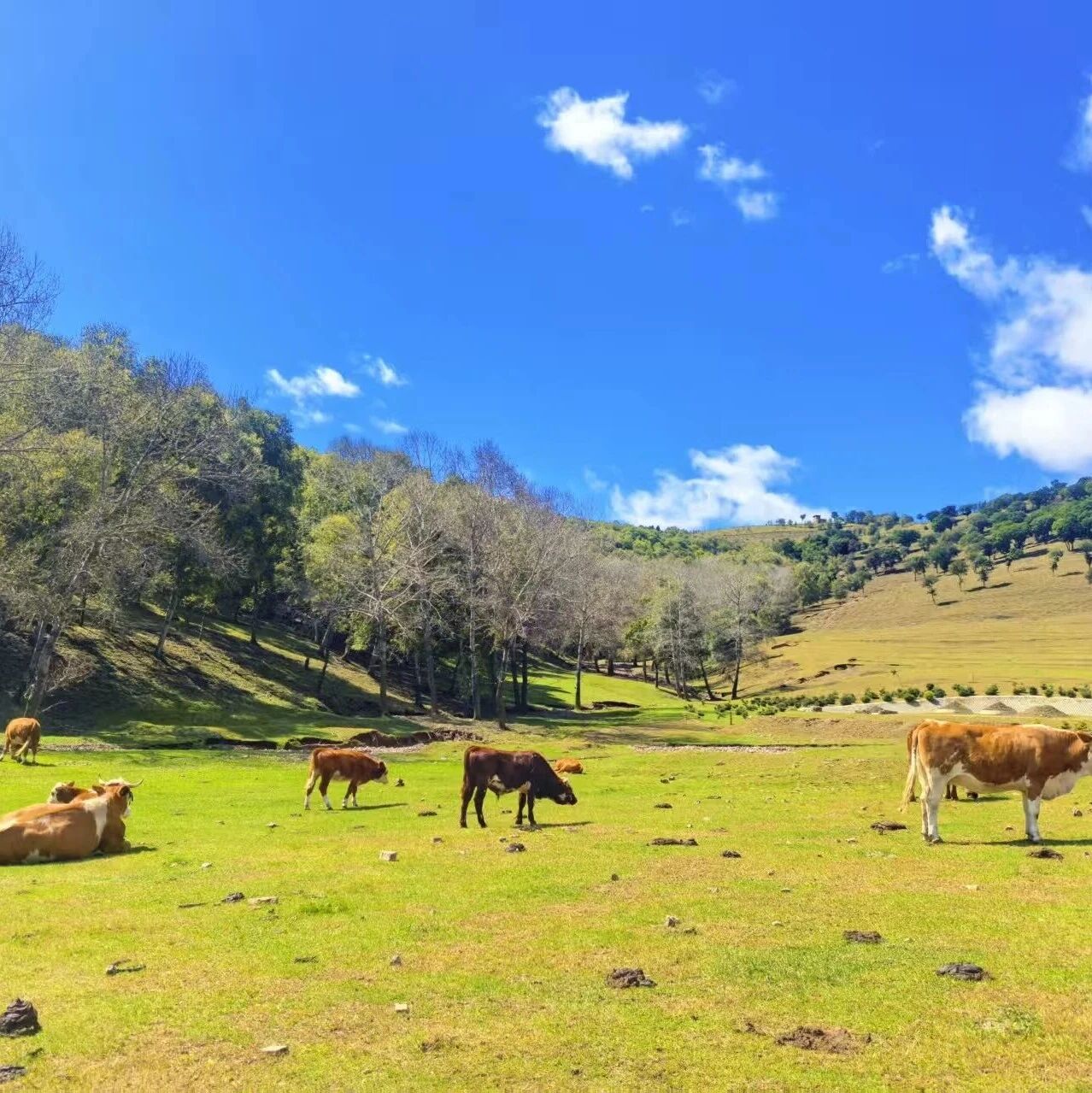 热门活动-【已成行】【清明特辑】4月4日-6日：美林谷-大青山-勃隆克沙漠【裂谷奇石】【草甸峡谷】