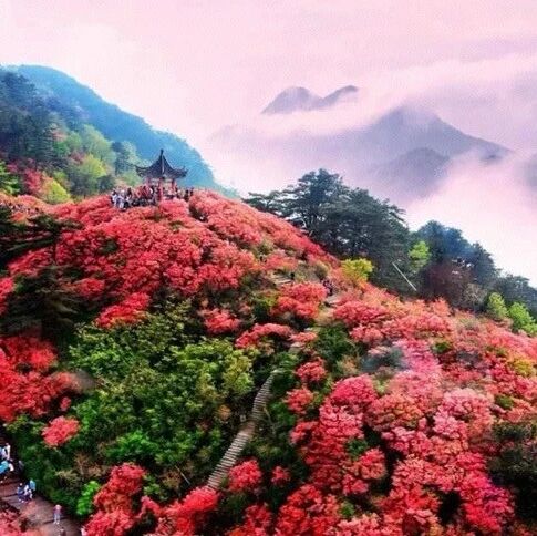 活动封面-【已成行】4月18-19日：龟峰-天堂寨「3号抢票」「摄影团」「人间四月天 麻城看杜鹃」