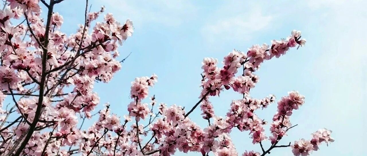 活动封面-【初级】4月5日：桃花顶  『震撼花海』灼灼其华 不止桃花