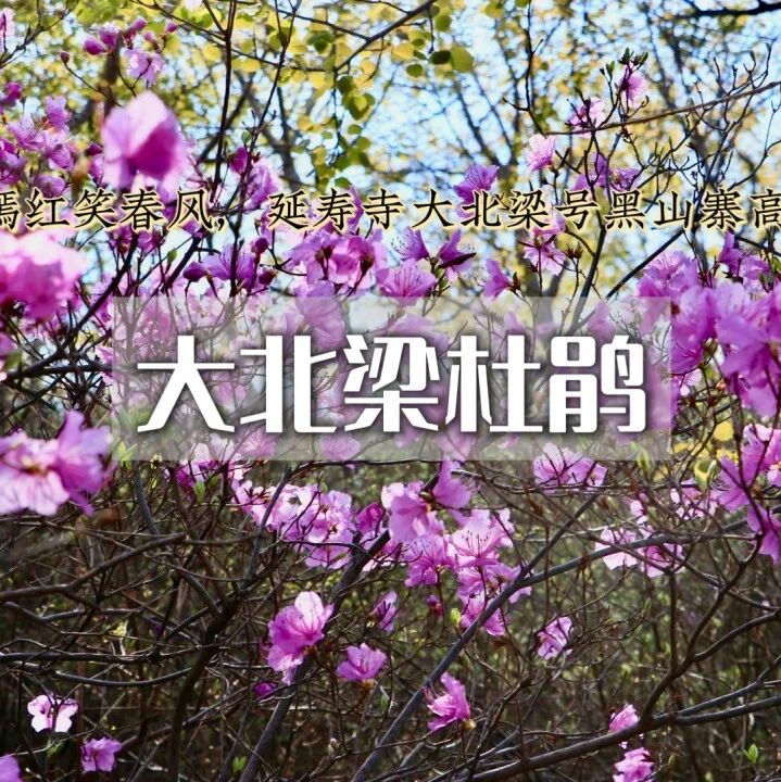 活动封面-大北梁杜鹃花 •延寿寺-大北梁-黑山寨高山杜鹃（初级）