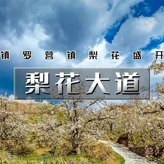 活动封面-梨花大道 休闲徒步｜镇罗营万亩梨花-迎来最佳赏花期