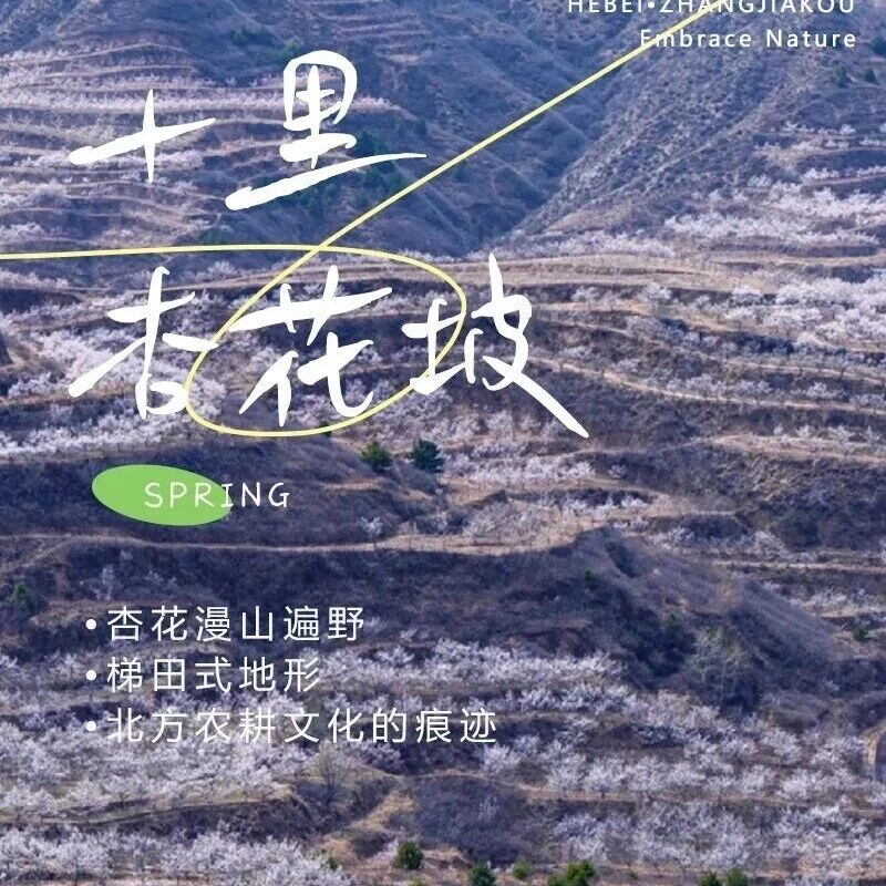 活动封面-十里杏花坡｜粉白铺就十里路の十里杏花坡穿越8公里<初级>
