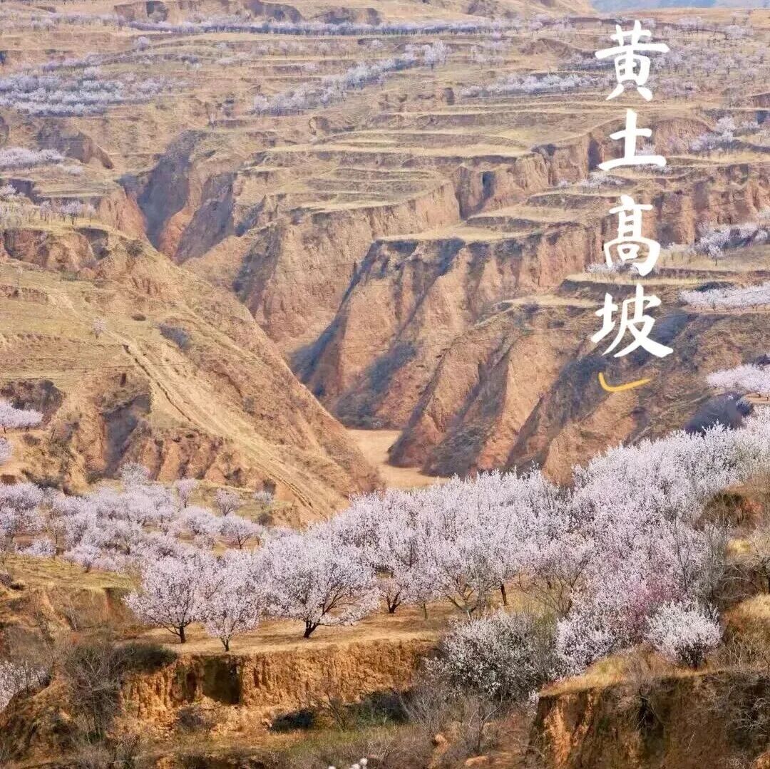 活动封面-万亩黄土高坡杏花の定方水杏花林-肆意绽放（初级）