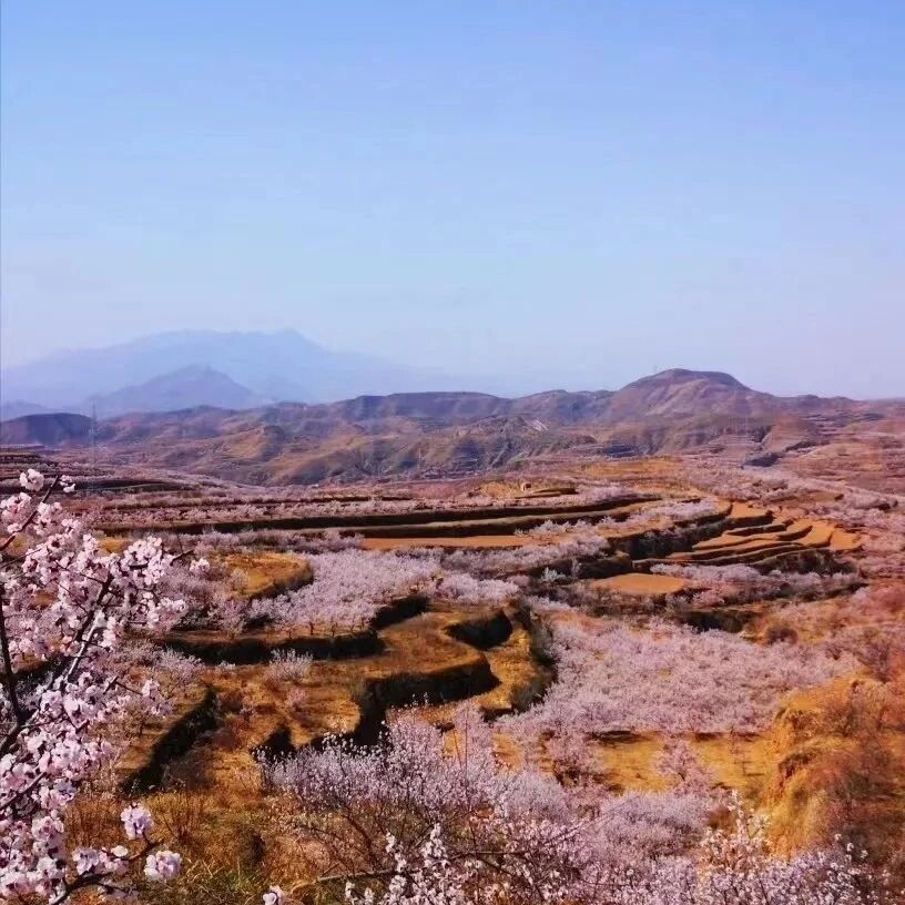 活动封面-【休闲】4月12日：黄土高原梯田+二十里杏花坡「满山杏花」「高原窑洞」