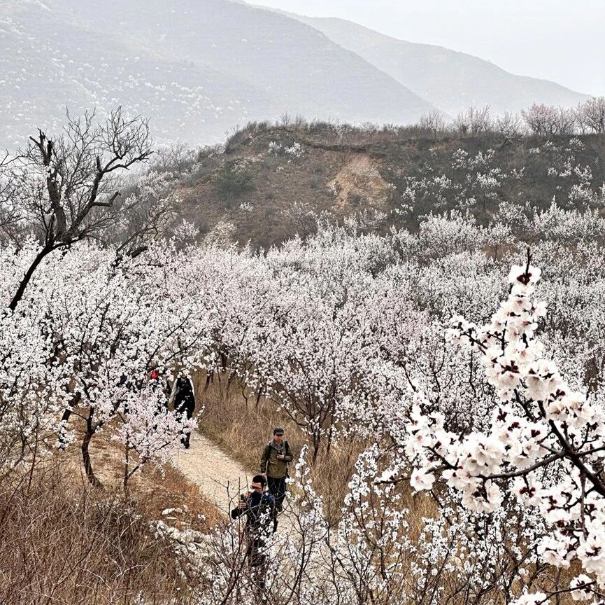 活动封面-【休闲+】4月11日：镇边城小环穿【风吹边城 十里杏花】