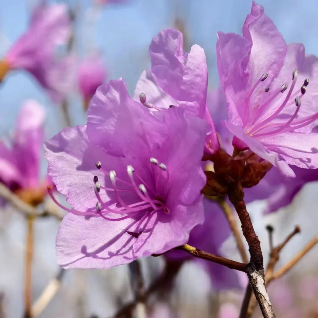 活动封面-【初级】4月11日：大北梁-延寿寺「山花遍野」「 赏杜鹃花」
