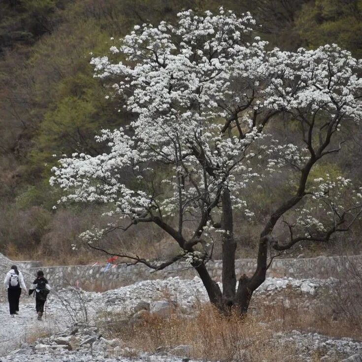 活动封面-【初级】4月11日：大滩梨花梯田「最美梨花」