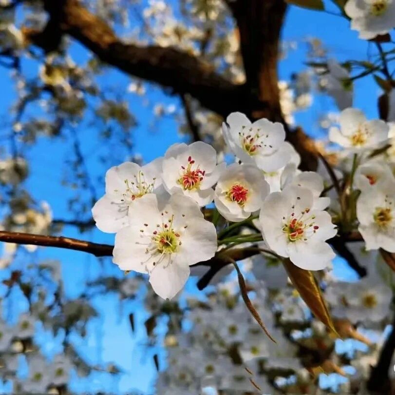 活动封面-【初级】4月11日：梨花顶环穿「 赏梨花」「 白衣胜雪」