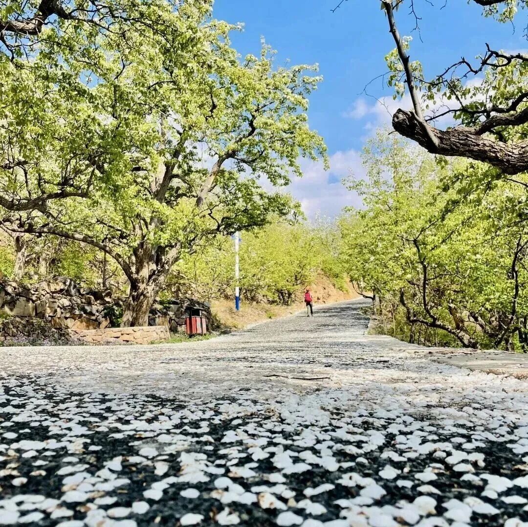 热门活动-梨花顶+梨花大道の西寺峪-梨花顶-东寺峪-小众宁静梨花村（初级）