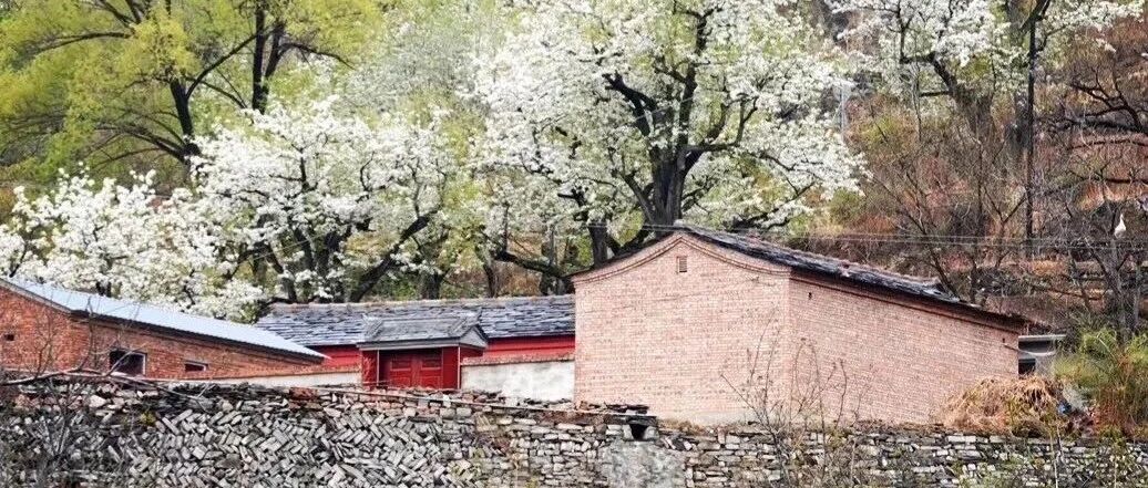 热门活动-大滩梨花 梯田梨花盛开 无门票-世外梨源