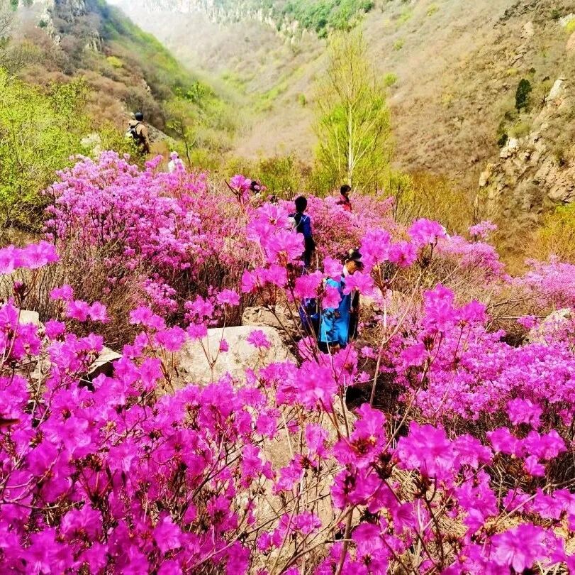 热门活动-【初级】4月18日：黄梁根「赏杜鹃花」
