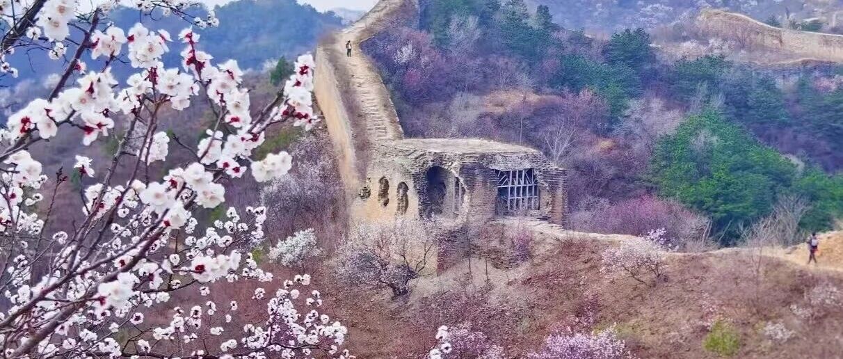 热门活动-【初级】4月18日：蟠龙山-金山岭「绝美杏花季」