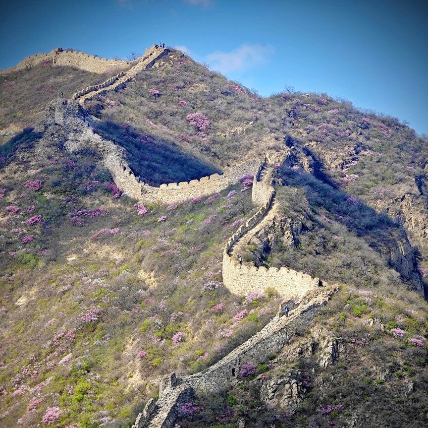 热门活动-【初级+】4月18日：样边-镇边城穿越「最美榆叶梅」「满山野花」