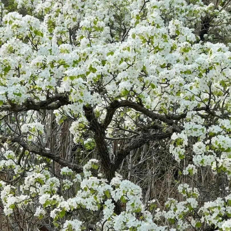 热门活动-【初级】4月18日：苦梨峪-环秀湖「看梨花似霜如雪，赏湖面碧波荡漾」