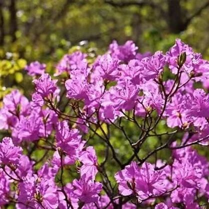 热门活动-【中级】4月18日：南猴顶-平顶山-小西天「 最美杜鹃花」