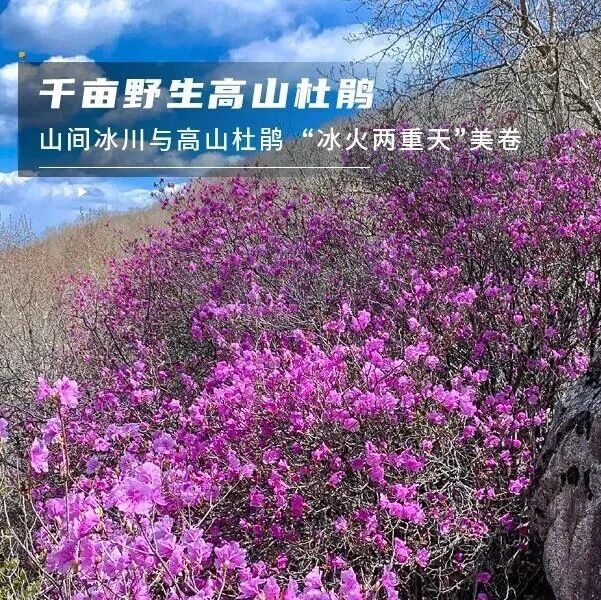 热门活动-喇叭沟门｜高山杜鹃花海の穿越原始白桦林 休闲踏青赏花活动