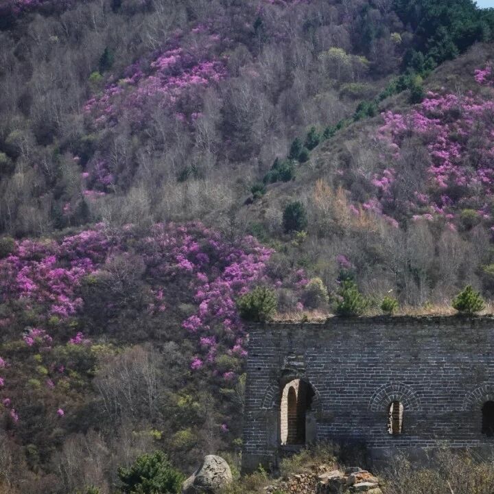 热门活动-石窝杜鹃｜巨石长城 冰瀑映山红の赏冰川杜娟花-观绝美春之盛景