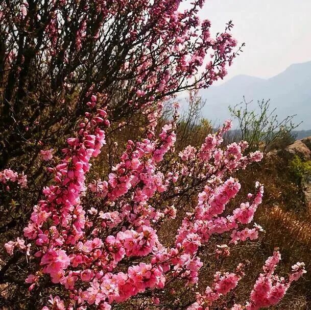 热门活动-【初级】4月25日：花家窑子-青水顶「榆叶梅盛开期」