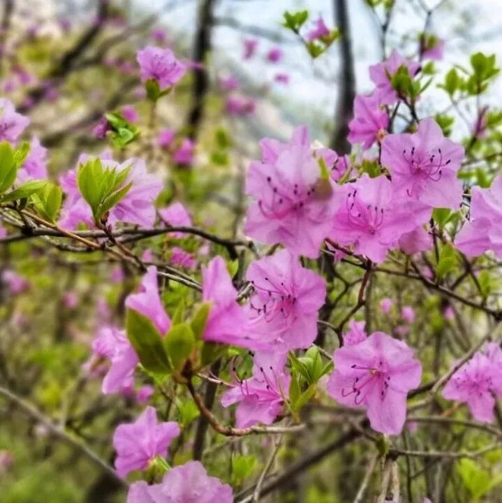 热门活动-【中级】4月25日：天门山-云蒙山-天仙瀑赏杜鹃