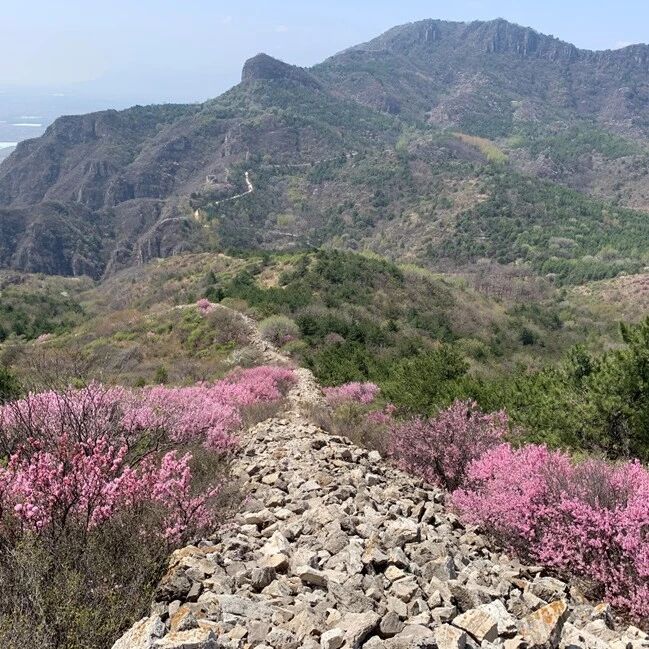 热门活动-【初级+】4月25日：暴雨顶11公里环穿「榆叶梅已开」