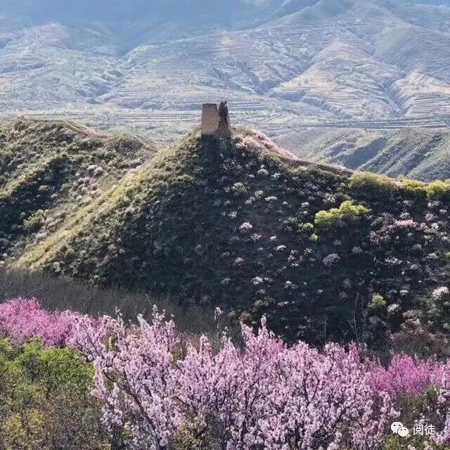 热门活动-【初级】5月2日：青边口「赏榆叶梅」