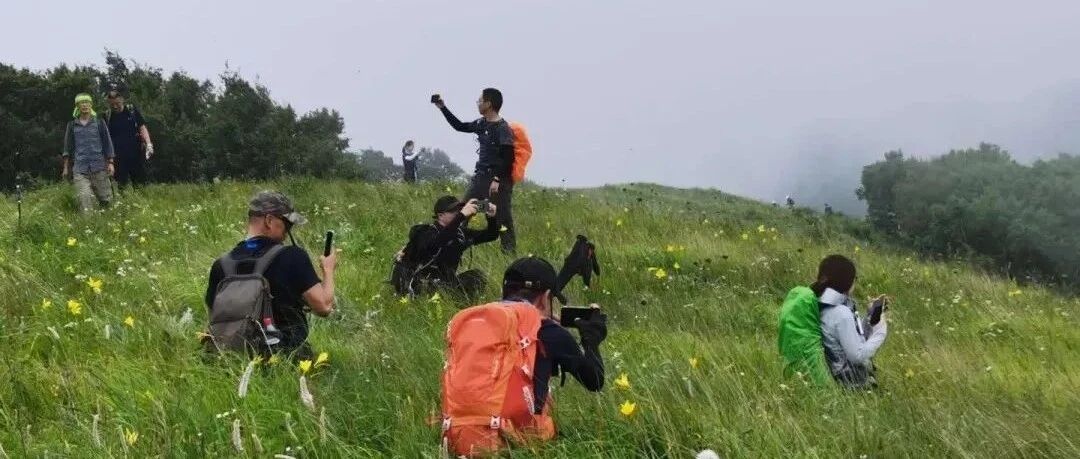 【大强度入门】5月23日：双黄连「 高山草甸」「 桦树林」「 野韭菜」