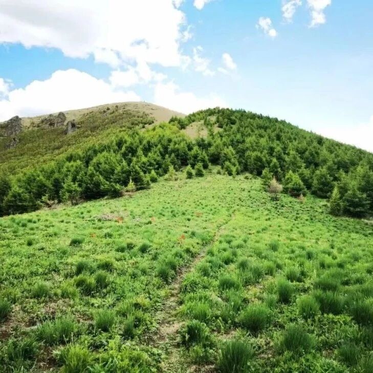 【初/中级】6月6日：怀来最高〖大黑峰〗云中草甸「塞北武功山」