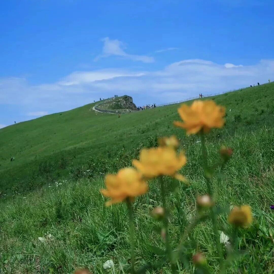 活动封面-【初级+】7月18日：北灵山-黄草梁「最美山脊」「金莲花开」