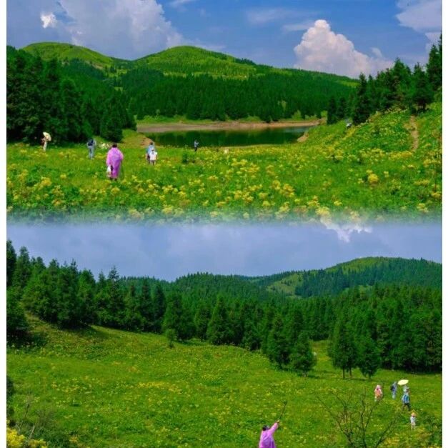 热门活动-已成团！7.17晚-19，预计有云海！耿队领队【茶坪水库】真宝顶+茶坪水库 草甸花海美到窒息，广西 “阿勒泰”