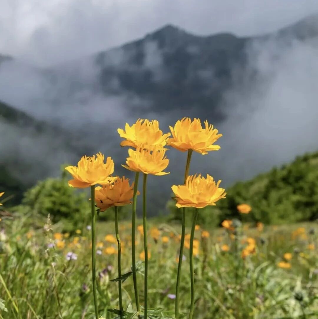 【中级】8月1日：西南灵「 橐（tuo）吾花开」「山顶花园」「小五平替」