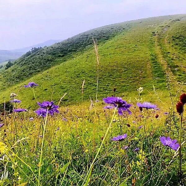 活动封面-【初级】8月1日：刀楞山【张北花海】【呼家楼接站】