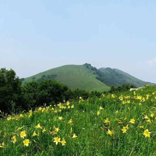 黄花梁