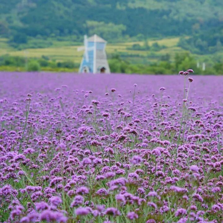【初级 确认花开】8月23日：凤凰坨-四季花海「 夏末限定」「 高山草甸」「 花花世界」