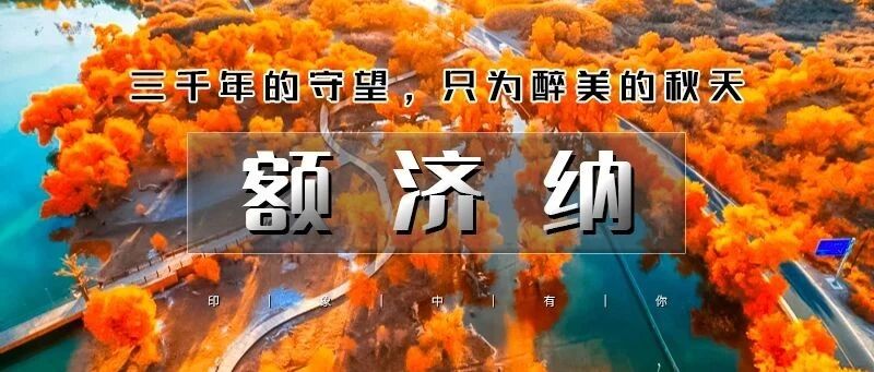 十一额济纳5天 千年胡扬林而来の额济纳-黑城怪树林…