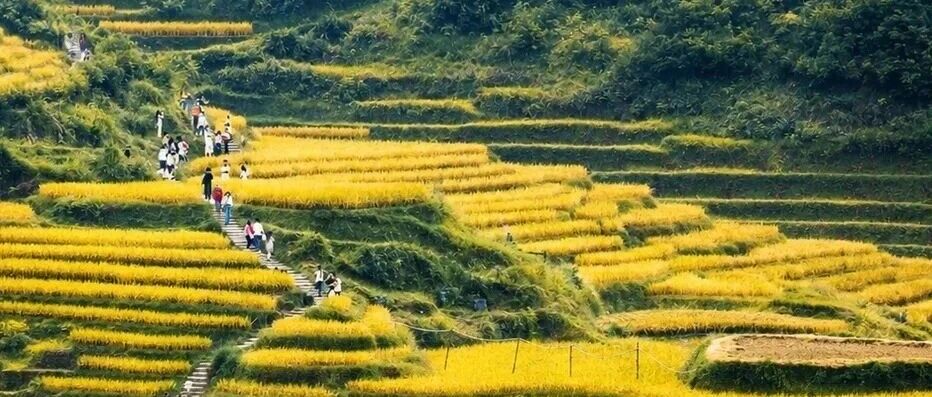 【初级】10月17-18日：桂林龙脊梯田「风吹稻浪」「机票便宜」「日出日落云海」