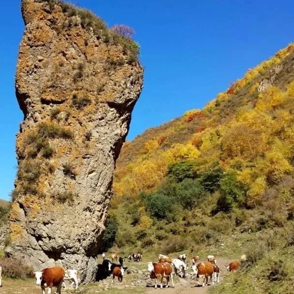 中秋国庆 老掌沟露营 半截沟 休闲徒步原始森林，赏…