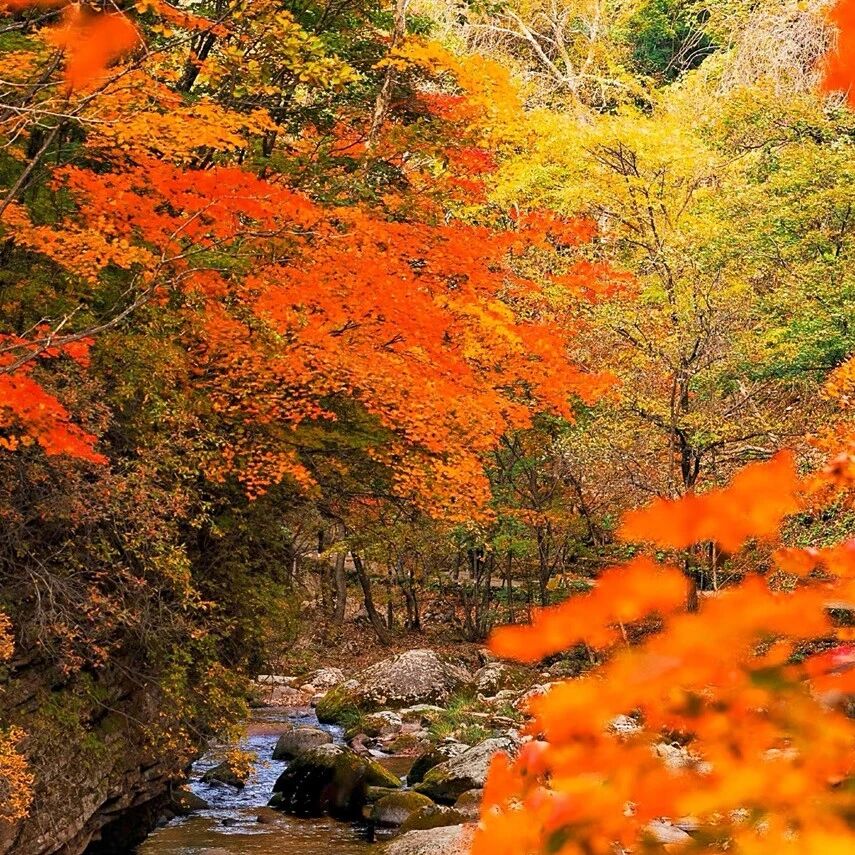 【辽宁初级】10月17-18日：本溪秋日徒步｜闯入漫山红枫秘境【关门山】【老边沟】【本桓公路】