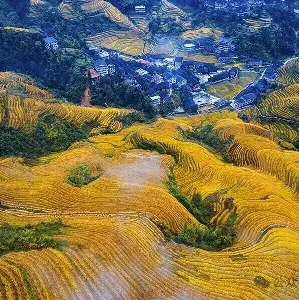 即将成团！中秋9.25-9.27，阿坤领队【龙脊黄姚3天】稻谷黄了，赏龙脊梯田最美秋色，诗画千年黄姚！