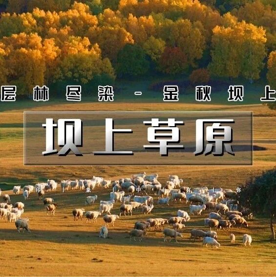 坝上草原 国庆十一2日の秋高气爽摄影 骑马 篝火 烤…