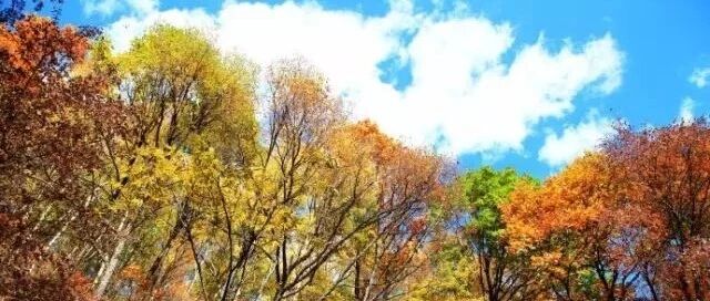 喇叭沟门秋色 白桦林 枫叶林 五彩斑斓 赏北京最早…
