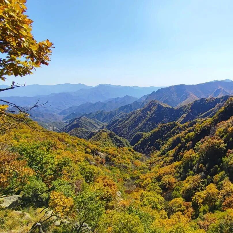 【中级】10月17日：金树塔尖赏秋「最美白桦林」