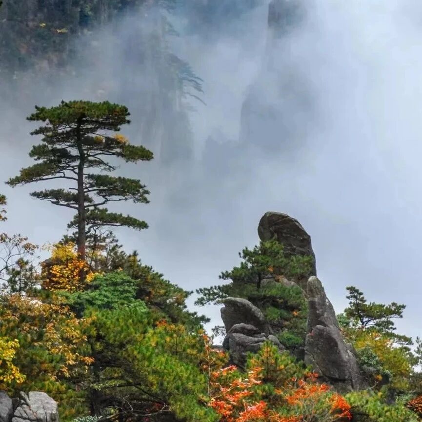 【黄山】10月31日-11月1日：黄山归来不看岳-塔川秋意浓