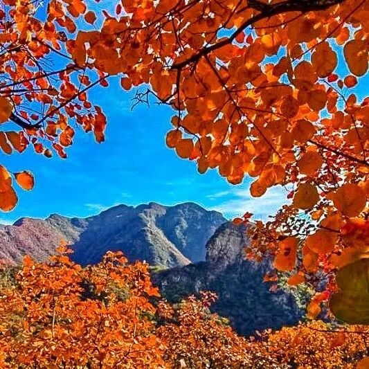 药王谷-坡峰岭赏秋