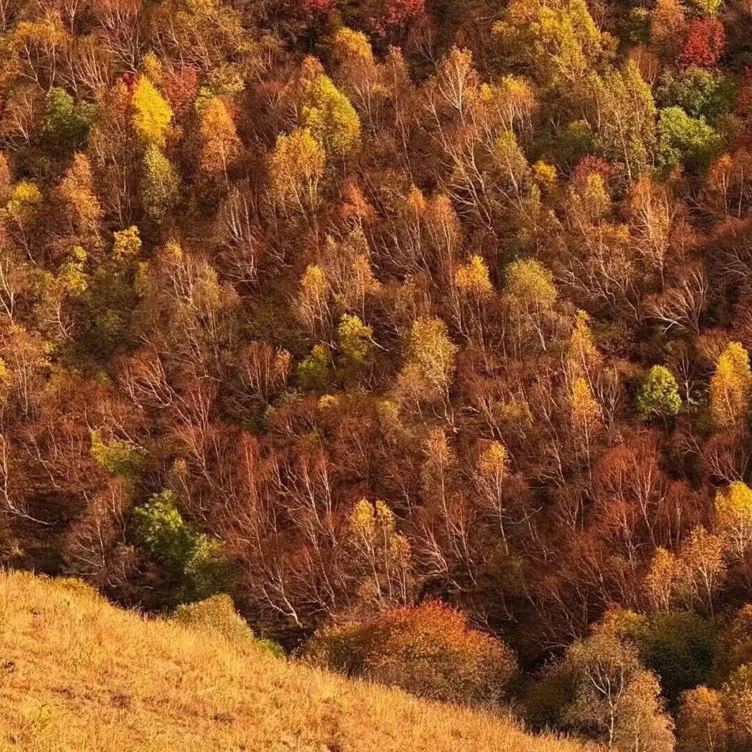 【初级】【周日】10月18日：麻田岭「空中草原」「小天山」「原始森林」